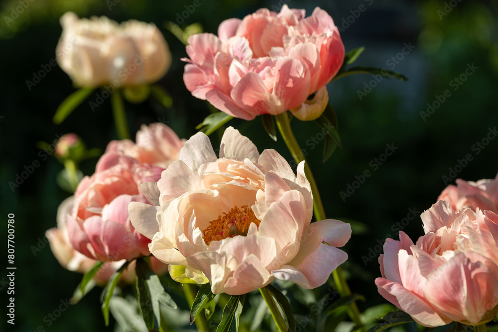 Peony Coral Charm orange pink peony flower in bloom Peony Coral Charm orange pink peony flower in bloom