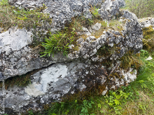 Mosses, lichens that grew on a natural rock. photo