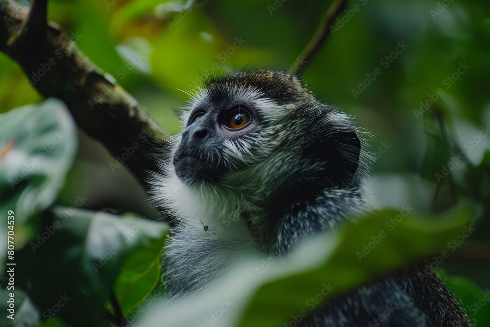 Obraz premium Primate in Paradise: Serene Monkey in a Forest Sanctuary, Expressive Eyes, Wildlife, Natural Setting