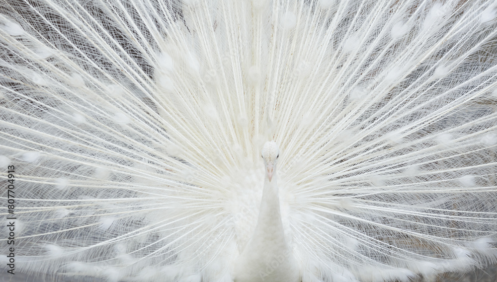 Obraz premium white peacock with open tail feathers as background