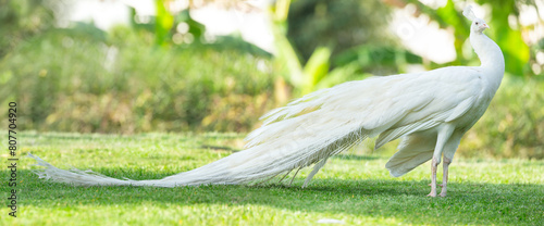 white peacock walking on green grass in a park