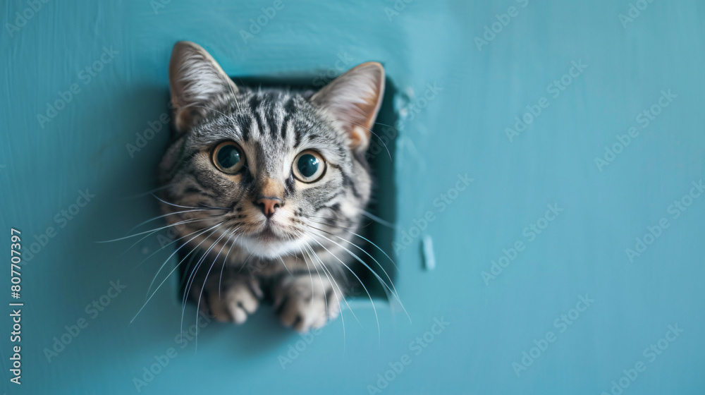 American Shorthair cat emerges from blue wall