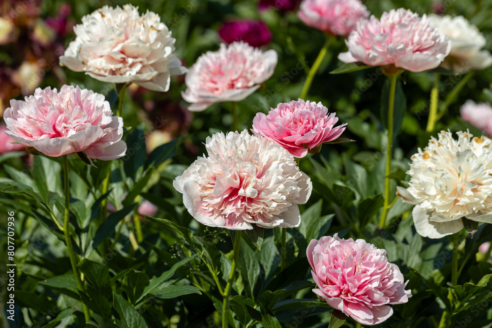 Pink double peony Etched salmon bloomed in summer Pink double peony Etched salmon bloomed in summer
