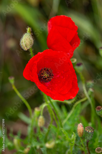 Macrophotographie de fleur sauvage - Coquelicot - Papaver rhoeas