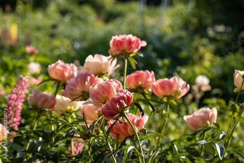 Fototapeta Naklejka Na Ścianę i Meble -  Peony Coral Charm orange pink peony flower in bloom