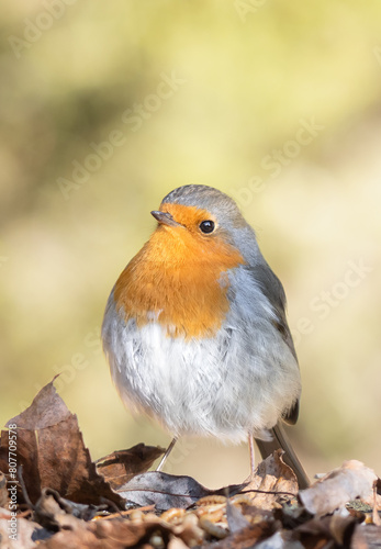 Petirrojo, Erithacus rubecula