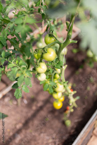 Organic Tomato Cultivation in a Sunlit Greenhouse