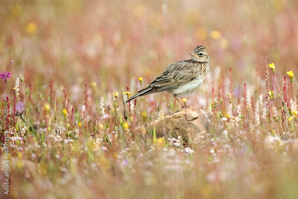 Lark perched on a stone surrounded by wildflowers