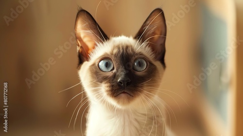 Capture the intelligence and alertness of a Siamese cat with its ears perked up