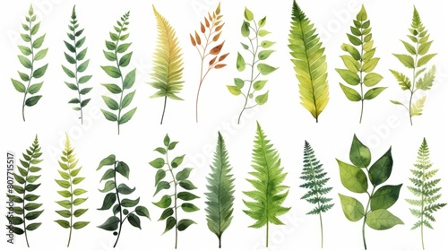 Group of Fern leave isolated on white background.Texture of green leaves.