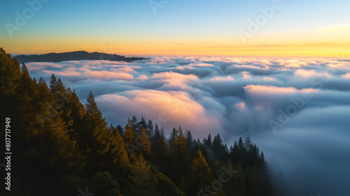 Foggy redwood forest from above with an ethereal sunset bathed in cloud waves. © An