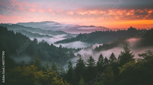 Foggy redwood forest from above with an ethereal sunset bathed in cloud waves.