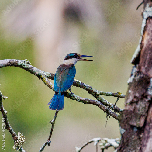 Sacred Kingfisher, kingfisher on branch © Phillip