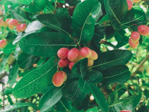 Miracle fruit and leaves on tree