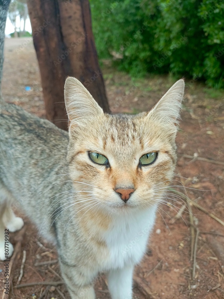 In the green forest, under the gentle spring sun, the cat lounges among the flower beds in the garden, enjoying the good weather