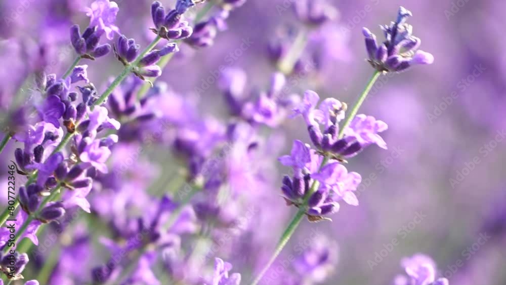 Lavender fields with fragrant purple flowers bloom at sunset. Lush lavender bushes in endless rows. Organic Lavender Oil Production in Europe. Garden aromatherapy. Slow motion, close up Lavender fields with fragrant purple flowers bloom at sunset. Lush lavender bushes in endless rows. Organic Lavender Oil Production in Europe. Garden aromatherapy. Slow motion, close up