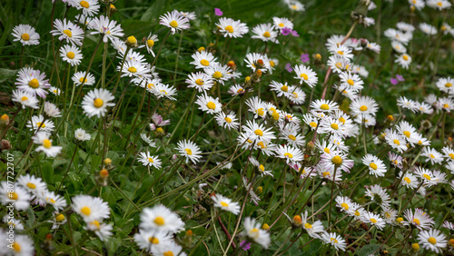 Blooming daisies with white petals and orange stamens in the fresh green grass, the Netherlands