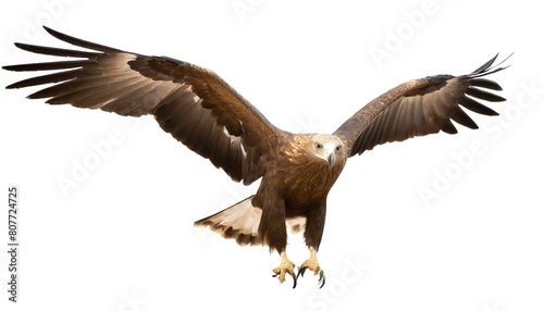 Adler auf zwei beinen isoliert auf wei  en Hintergrund  Freisteller