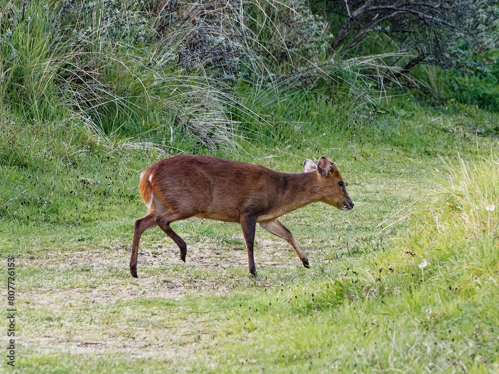 Young roebuck in change of coat with velvet on his horns Young roebuck in change of coat with velvet on his horns