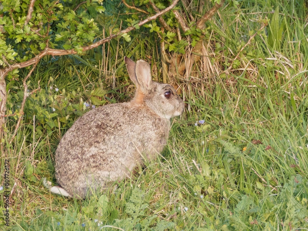 Fototapeta premium Wild Rabbit. European rabbit, Common rabbit, Bunny, Oryctolagus cuniculus