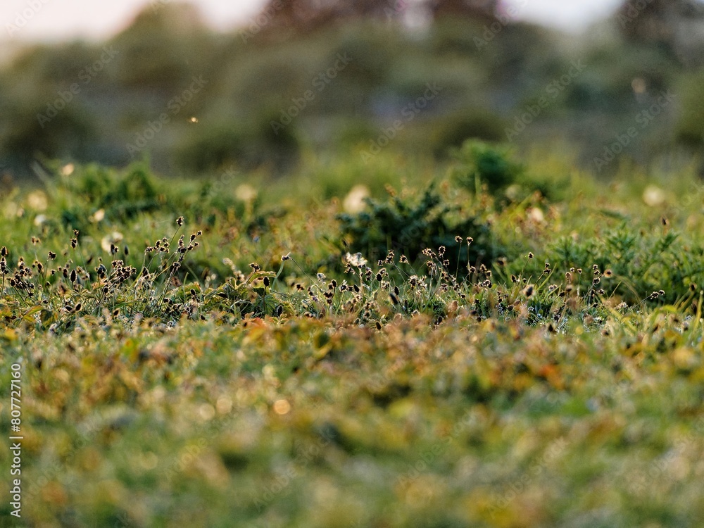 Closeup of a summer meadow full of wildflowers with warm sunlight. Sunset scene on the salt marsh. Summertime in nature Closeup of a summer meadow full of wildflowers with warm sunlight. Sunset scene on the salt marsh. Summertime in nature