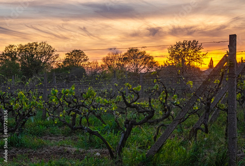Winnica w Medjugorje na tle zachodzącego słońca | Vineyard in Medjugirje on the sunset background | Vinograd u Međugorju na pozadini zalazećeg sunca
