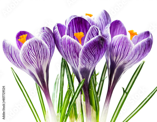 Krokus Blume isoliert auf weißen Hintergrund, Freisteller photo