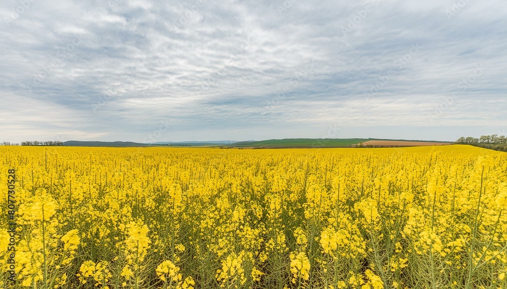 Vast Field of Blooming Rapeseed