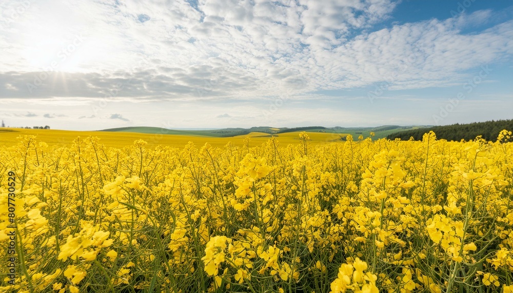 Vast Field of Blooming Rapeseed