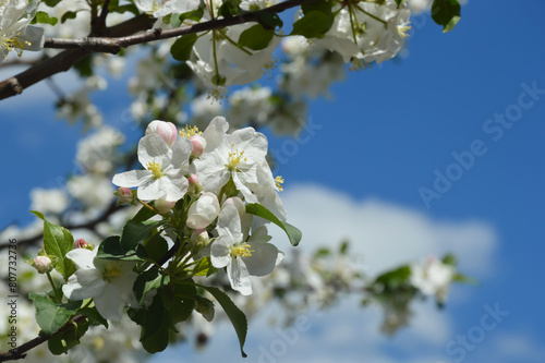 a blooming tree, branches of an apple tree in the wind. background for the design. spring in Russia. nature in the city park. white flowers.