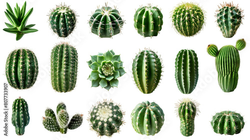 Set of cactus PNG transparent background