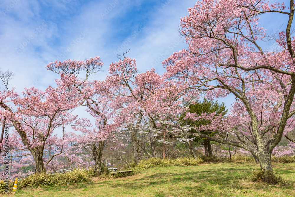 Sakura cherry blossoms in full bloom at the Takato Castle Park in Nagano Prefecture, one of the Japan's Top 100 Cherry Blossom Spots. Sakura cherry blossoms in full bloom at the Takato Castle Park in Nagano Prefecture, one of the Japan's Top 100 Cherry Blossom Spots.