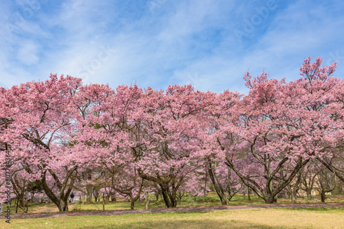 Sakura cherry blossoms in full bloom at the Takato Castle Park in Nagano Prefecture, one of the Japan's Top 100 Cherry Blossom Spots.