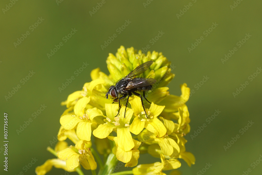 Fototapeta premium Close up female tachinid fly Pales pavida of the family Tachinidae. On yellow flowers of Wintercress (Barbarea vulgaris), family Brassicaceae. Spring, May, Netherlands