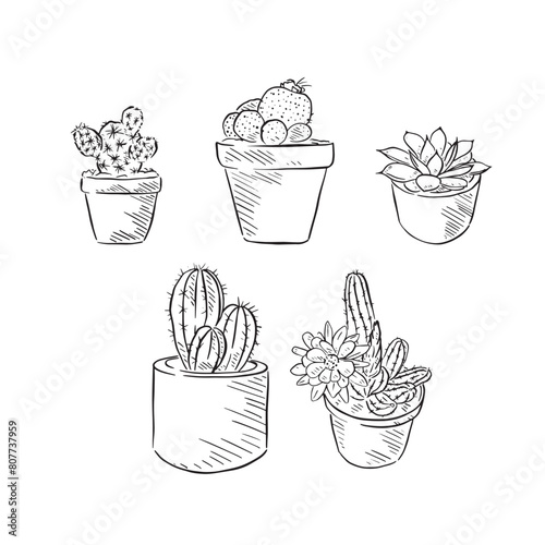 A line drawn illustration of five individual eps files of house plants (cacti) in black and white. Drawn by hand in a sketchy style and vectorised for a variety of uses. photo