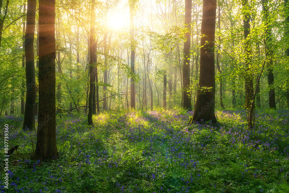 Naklejka premium Hallerbos bluebell forest, tranquil woodland during bluebells blossom in spring, Halle, Belgium. Scenic landscape with carpet of blue flowers and green beech trees leaves, outdoor travel background