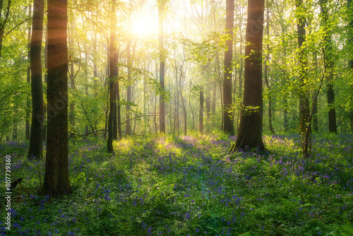Hallerbos bluebell forest  tranquil woodland during bluebells blossom in spring  Halle  Belgium. Scenic landscape with carpet of blue flowers and green beech trees leaves  outdoor travel background