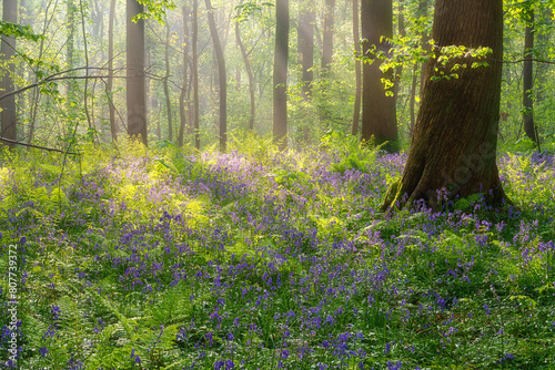 Hallerbos bluebell forest, tranquil woodland during bluebells blossom in spring, Halle, Belgium. Scenic landscape with carpet of blue flowers and green beech trees leaves, outdoor travel background photo