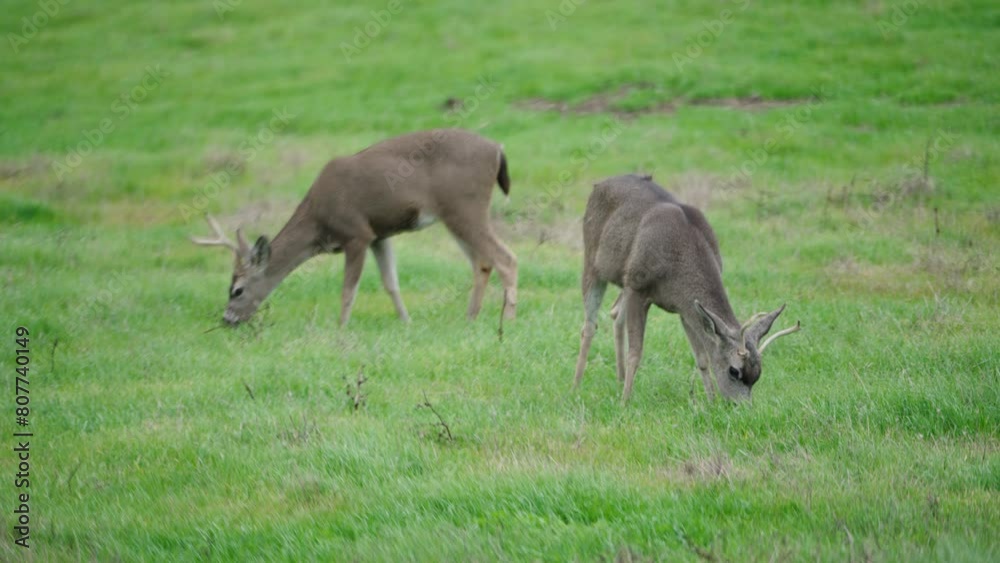 Two mule deer bucks with antlers eating grass in a field Two mule deer bucks with antlers eating grass in a field
