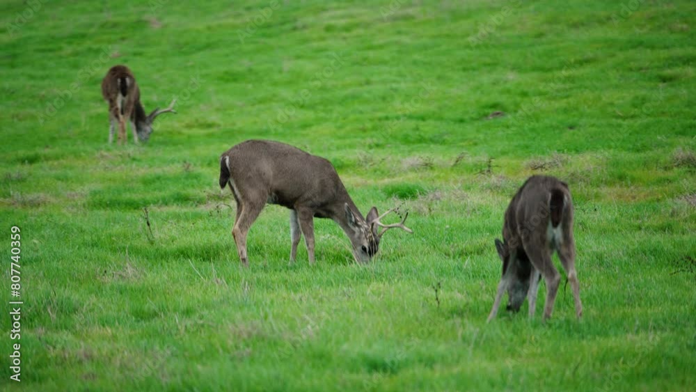 Small heard of mule deer grazing grass in a field in northern California Small heard of mule deer grazing grass in a field in northern California