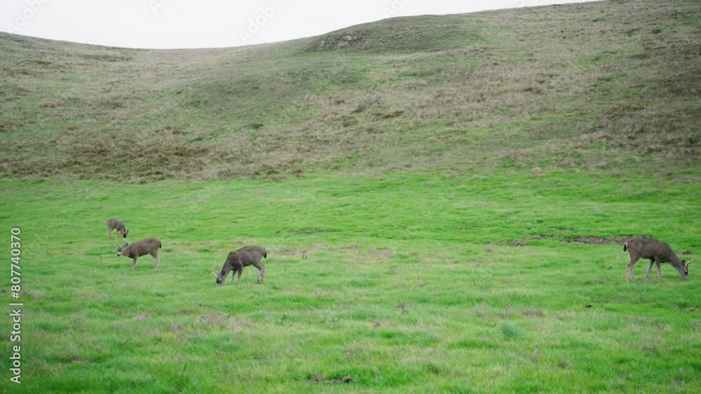 Mule deer grazing in a green field in Northern California