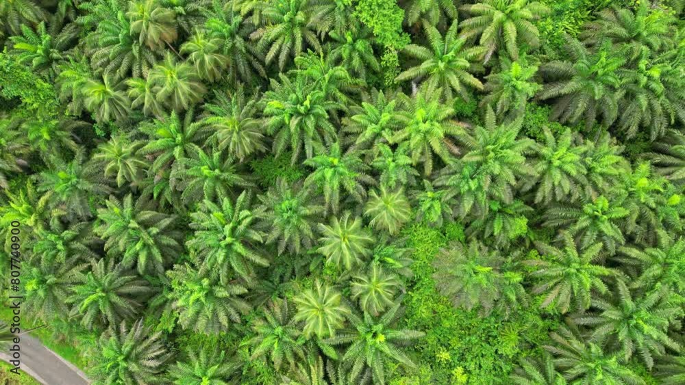 Bird eyes view from palmtrees at green forest of São Tomé,Africa. Drone Shot Bird eyes view from palmtrees at green forest of São Tomé,Africa. Drone Shot
