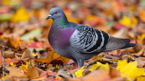 Indian Pigeon OR Rock Dove on grass fall time © PaulShlykov