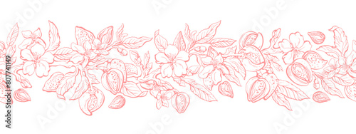 Almond tree, nuts. Floral texture frieze, pattern