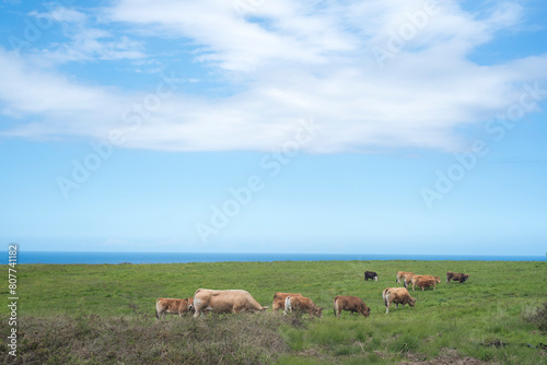 Vacas en pradera junto al mar en Asturias © Darío Peña