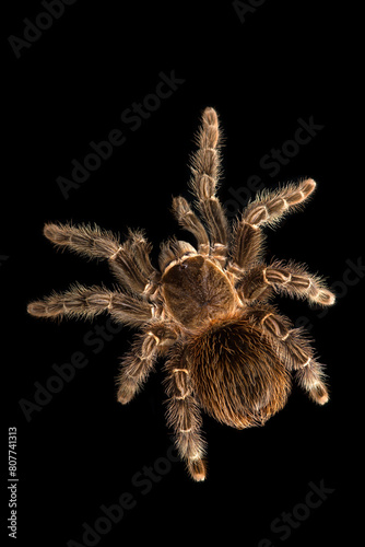 Birdeating Spider top view isolated on black background