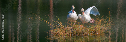 Schilderij op canvas Höckerschwan (Cygnus olor) Schwanenparr auf Nest, Panorama