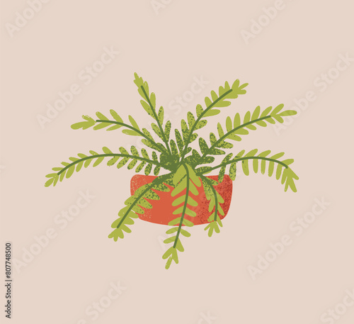 Fern growing in ceramic flowerpot. Houseplant, home flower with little leaves on fronds. Green house plant with small foliage in clay pot. Floral interior decoration. Flat isolated vector illustration