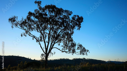 the slender silhouette of a eucalyptus tree against a clear blue sky  with its gracefully drooping branches and aromatic leaves swaying in the gentle breeze 