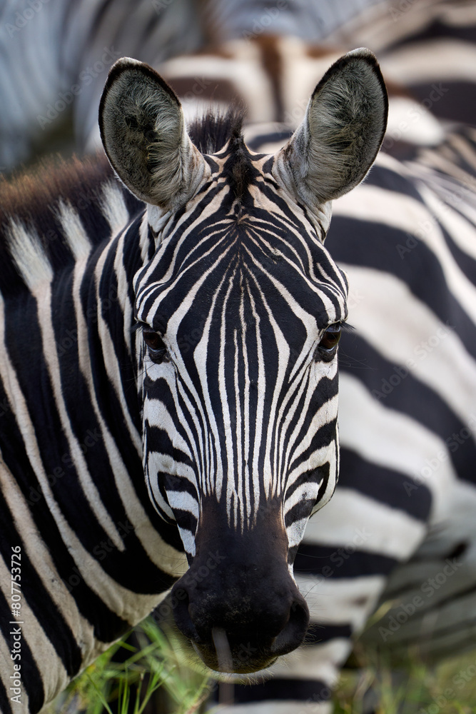 Naklejka premium Beauty zebra looking at camera in the wild savannah